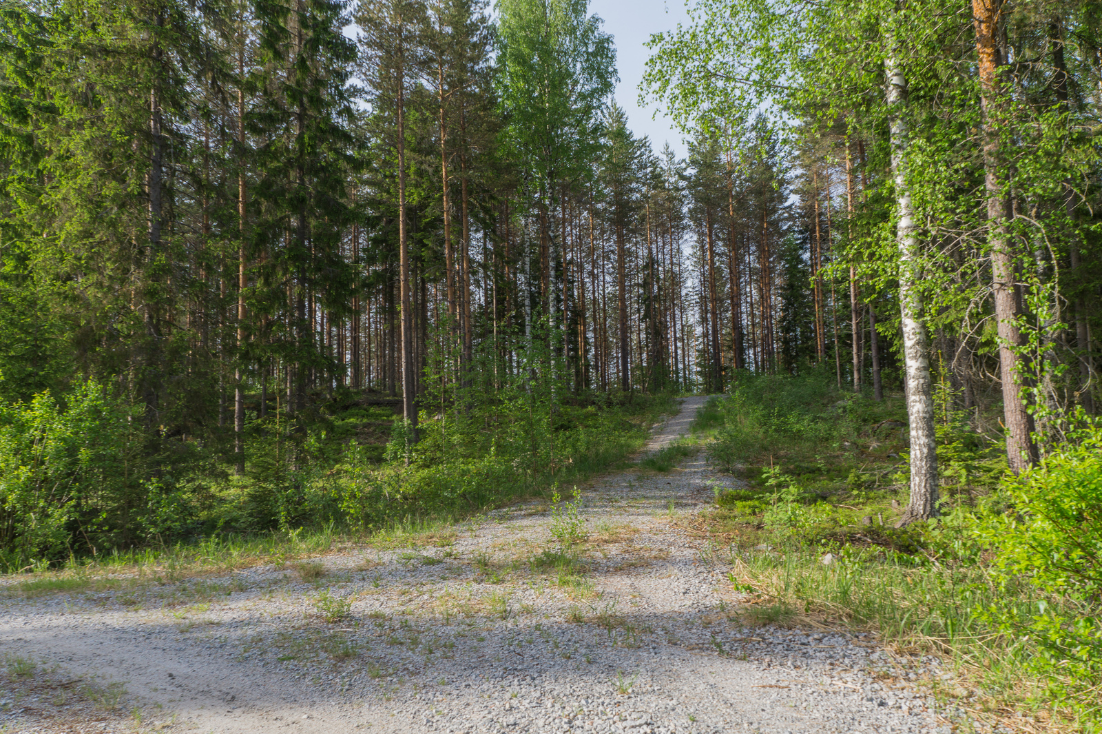 Hiekkatie kulkee havupuuvaltaisessa sekametsässä. Etuoikealla on vehreitä koivuja.