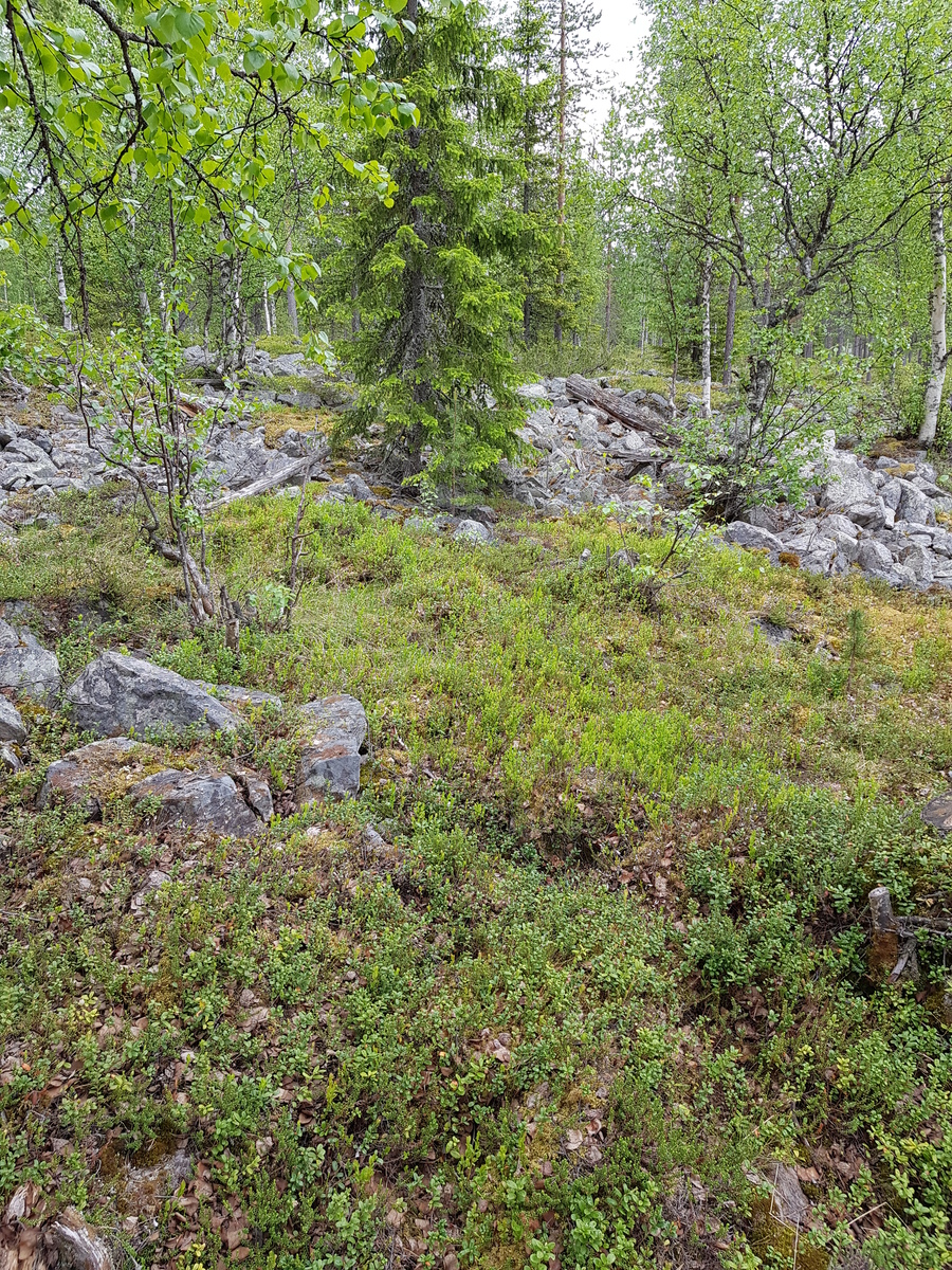 Kesäisessä metsässä kasvaa koivuja ja kuusia. Keskellä on kivikko.