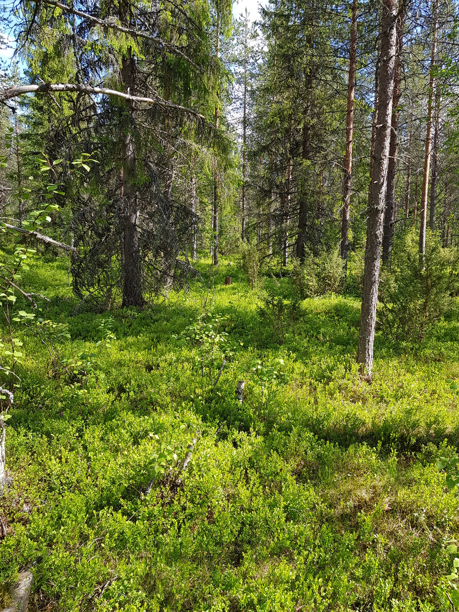 Aurinko paistaa kesäiseen havupuuvaltaiseen metsään.