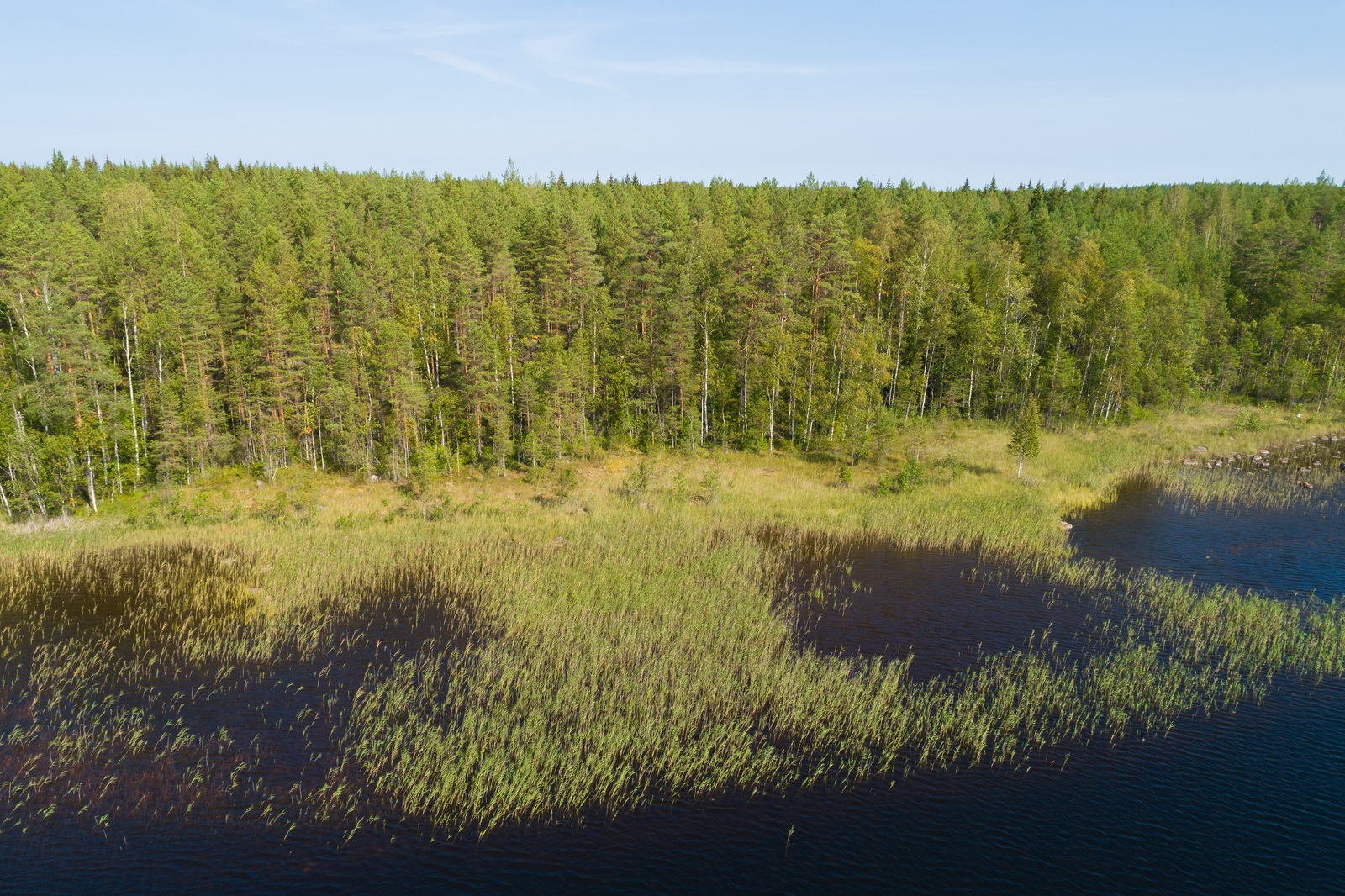 Kesäinen sekametsä reunustaa järveä. Rantavedessä on ruovikkoa. Ilmakuva.