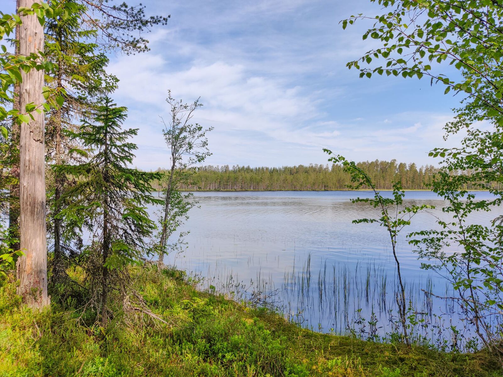 Männyt, nuoret kuuset ja vehreät koivut reunustavat kesäistä järvimaisemaa.