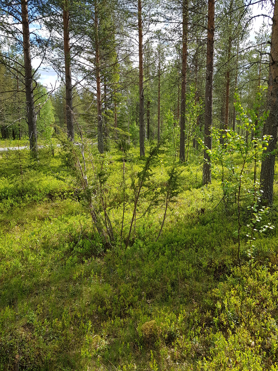 Aurinko paistaa avaraan mäntyvaltaiseen metsään, jossa kasvaa myös lehtipuita ja katajia.