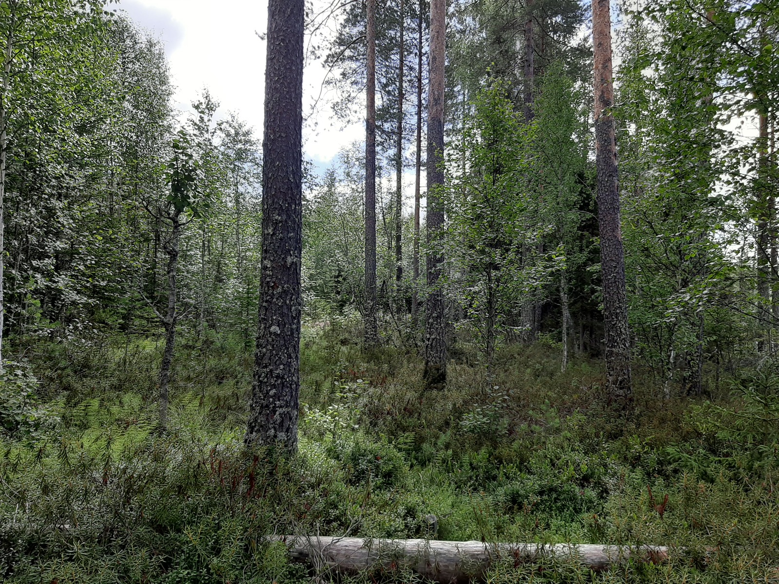 Aurinko paistaa kesäiseen sekametsään, jossa kasvaa koivuja, kuusia ja mäntyjä.