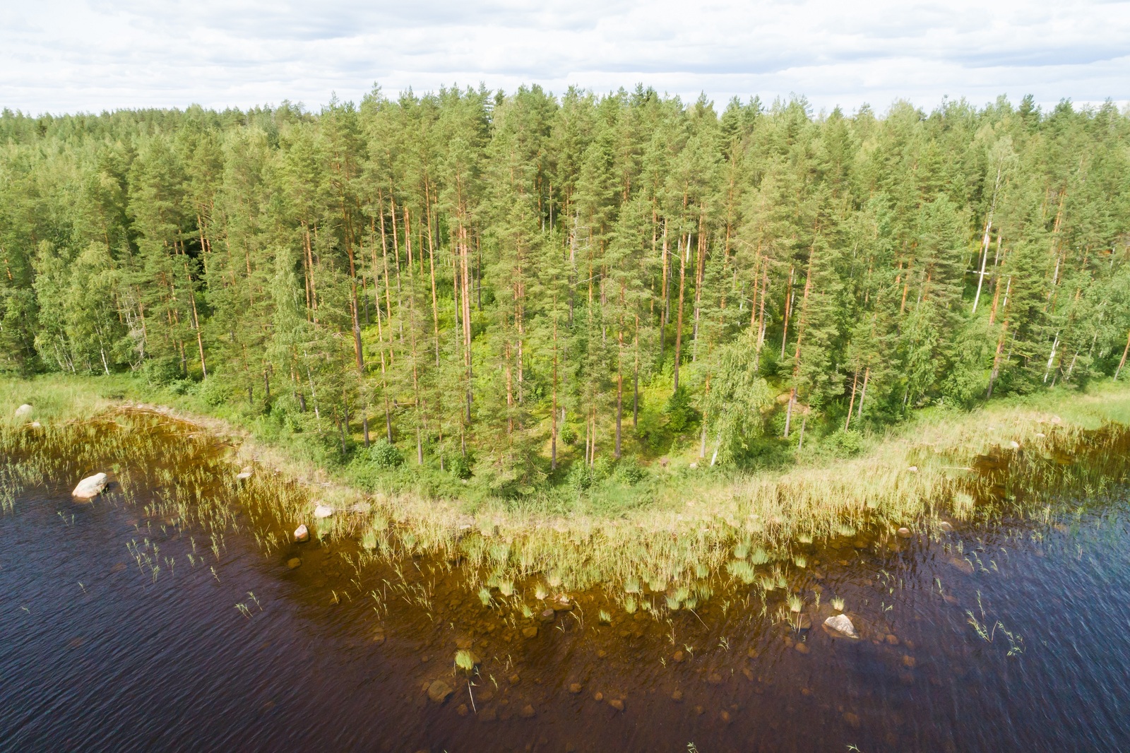 Kesäisen vehreä sekametsä reunustaa järveä kaartuvassa rantaviivassa. Ilmakuva.