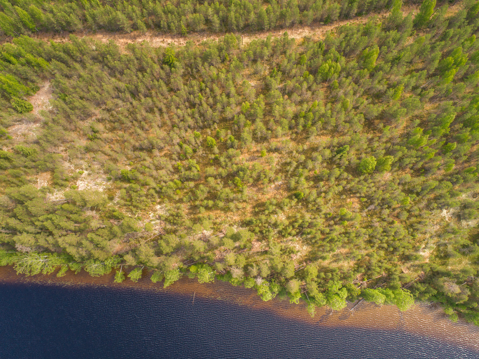 Järven rantaviivasta alkaa kesäinen sekametsä. Ilmakuva.