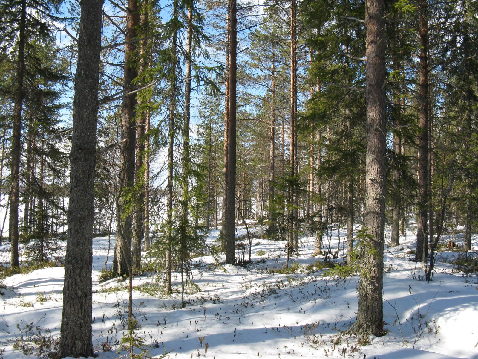 Havupuuvaltaisessa metsässä on maassa lumipeite. Taustalla häämöttää jäätynyt järvi.