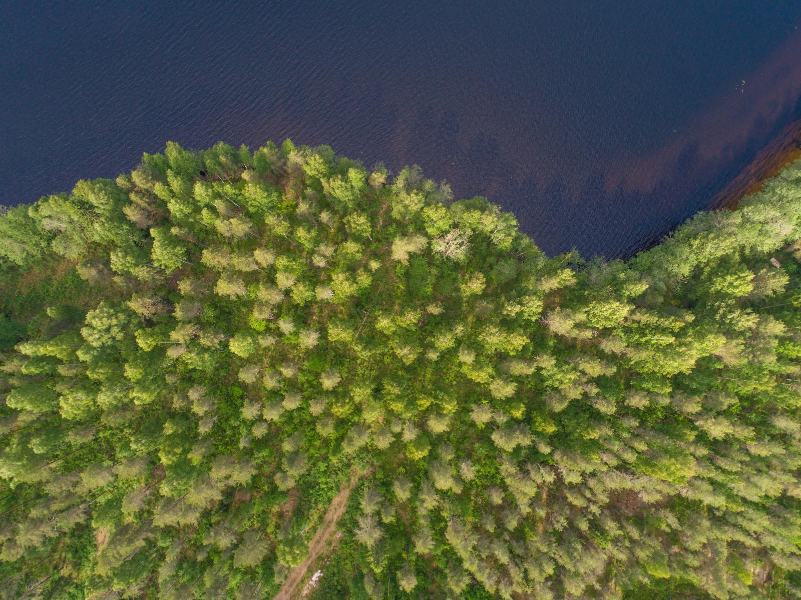 Kesäinen sekametsä reunustaa järveä mutkittelevassa rantaviivassa.