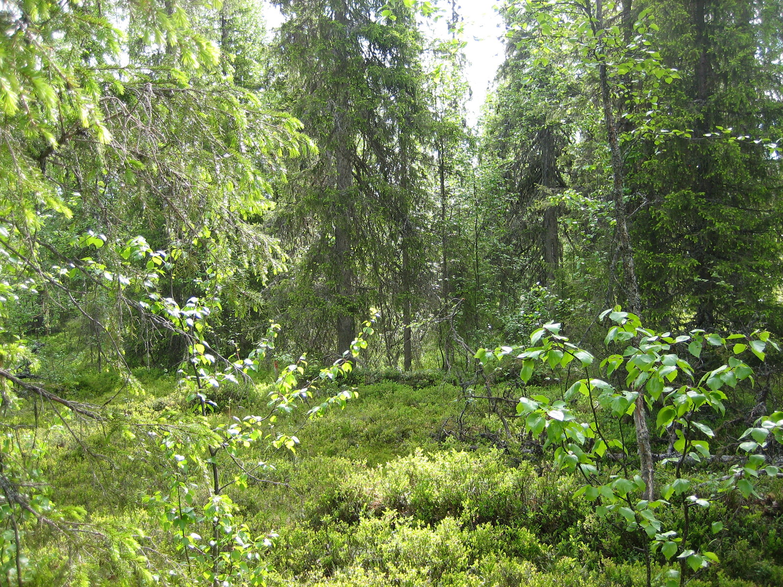 Vehreässä sekametsässä kasvaa koivuja ja kuusia sekä aluskasvillisuutena mustikanvarpuja.