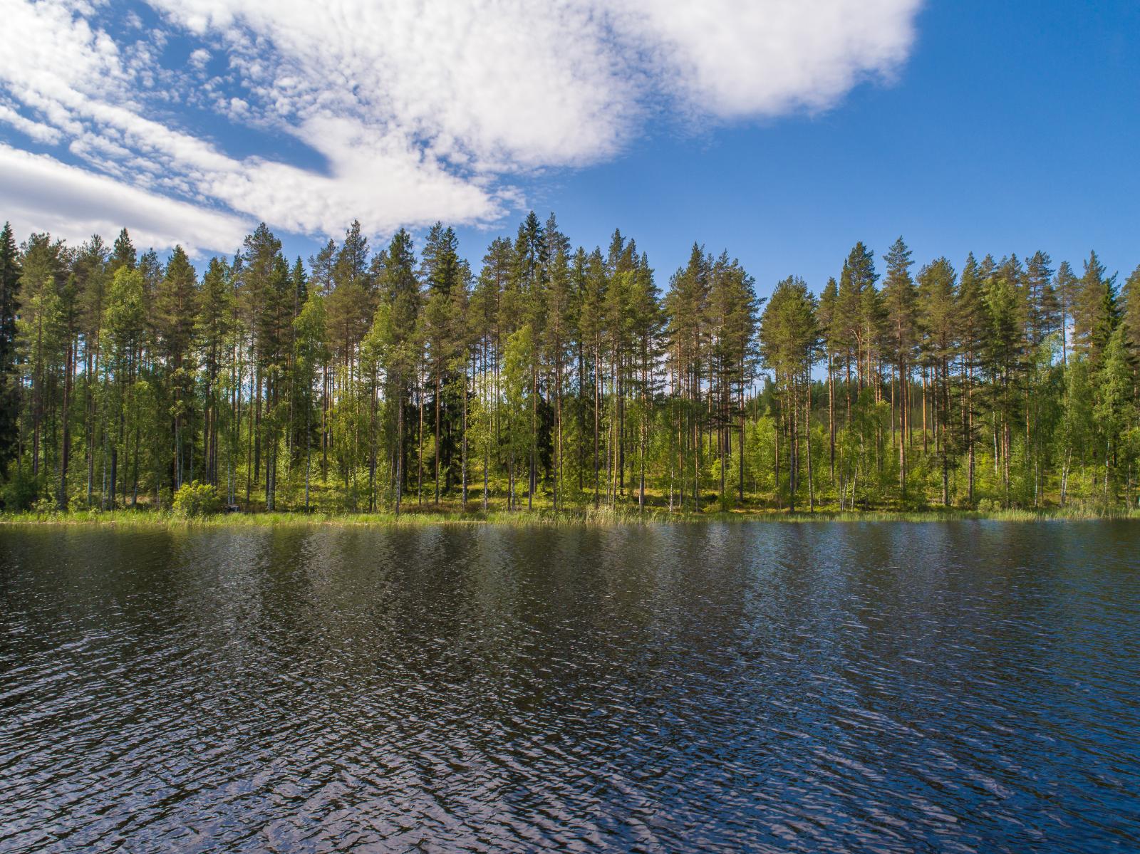 Kesäisessä järvimaisemassa rantaviivaa reunustaa sekametsä. Rantavedessä on vesikasveja.