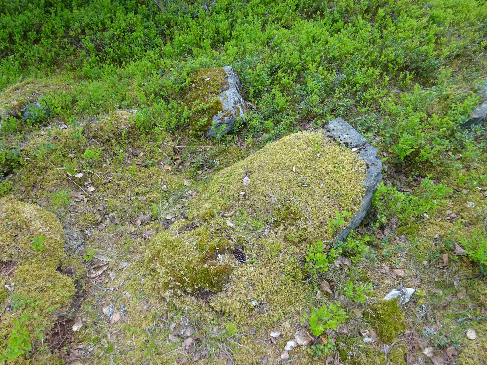 Maassa on sammaloituneita kiviä, joiden ympärillä kasvaa mustikanvarpuja.