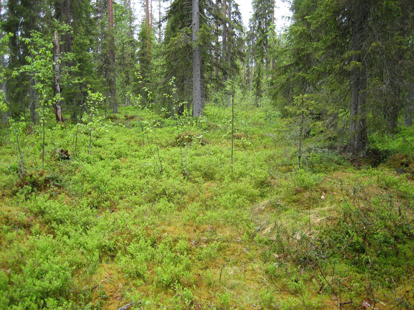 Kesäisessä sekametsässä kasvaa koivuja, kuusia ja mäntyjä.