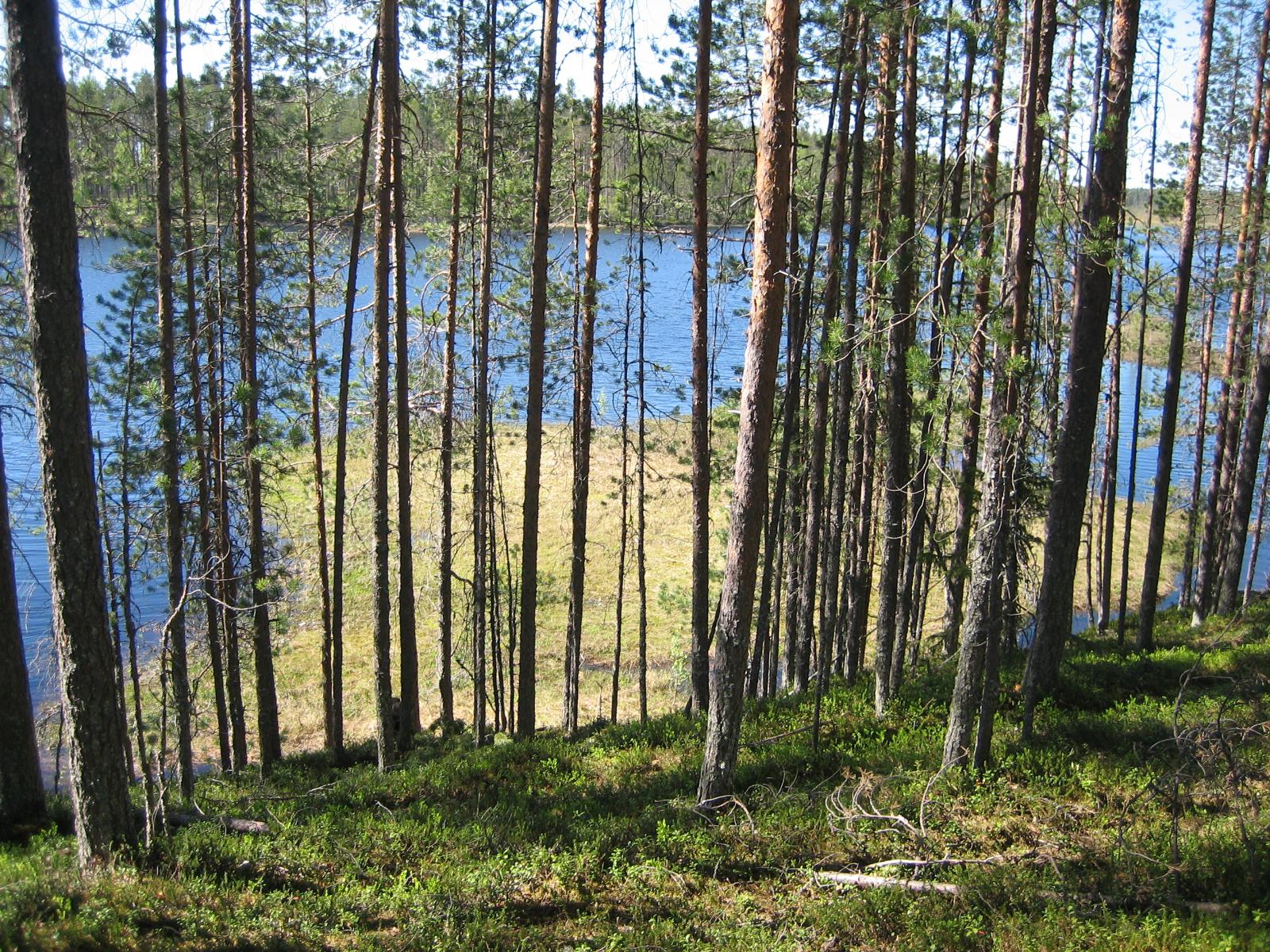 Mäntymetsä kasvaa jyrkähkössä rantaan laskeutuvassa rinteessä. Puiden lomasta avautuu järvimaisema.