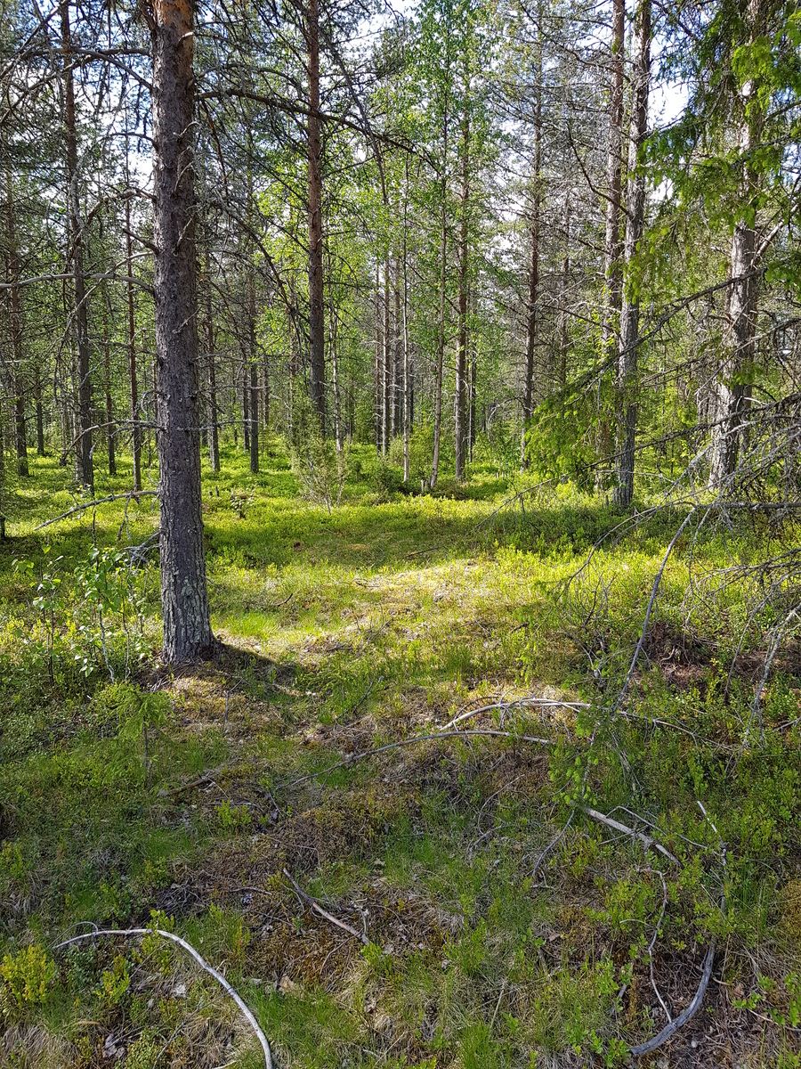 Aurinko paistaa metsään, jossa kasvaa mäntyjä, koivuja, katajia ja kuusia.