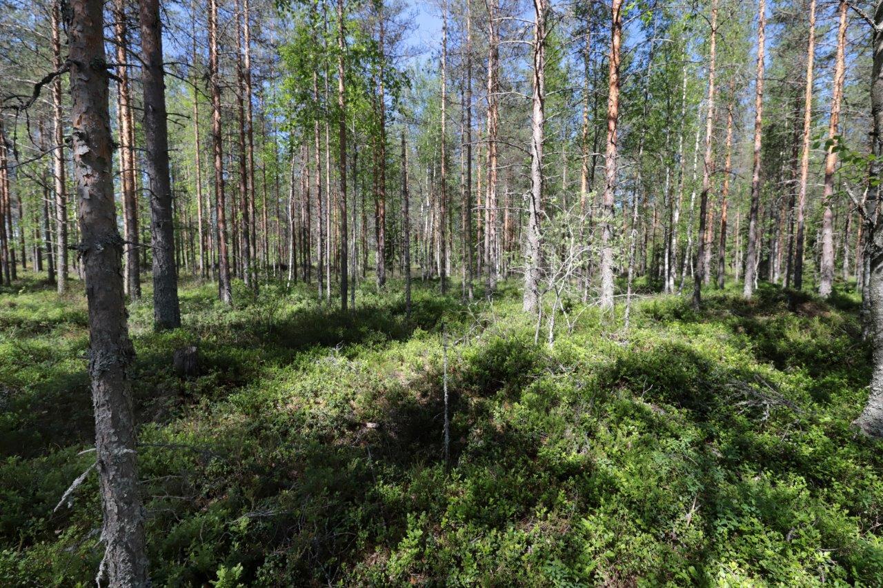 Aurinko paistaa mäntyvaltaiseen sekametsään. Aluskasvillisuutena on mustikkaa.