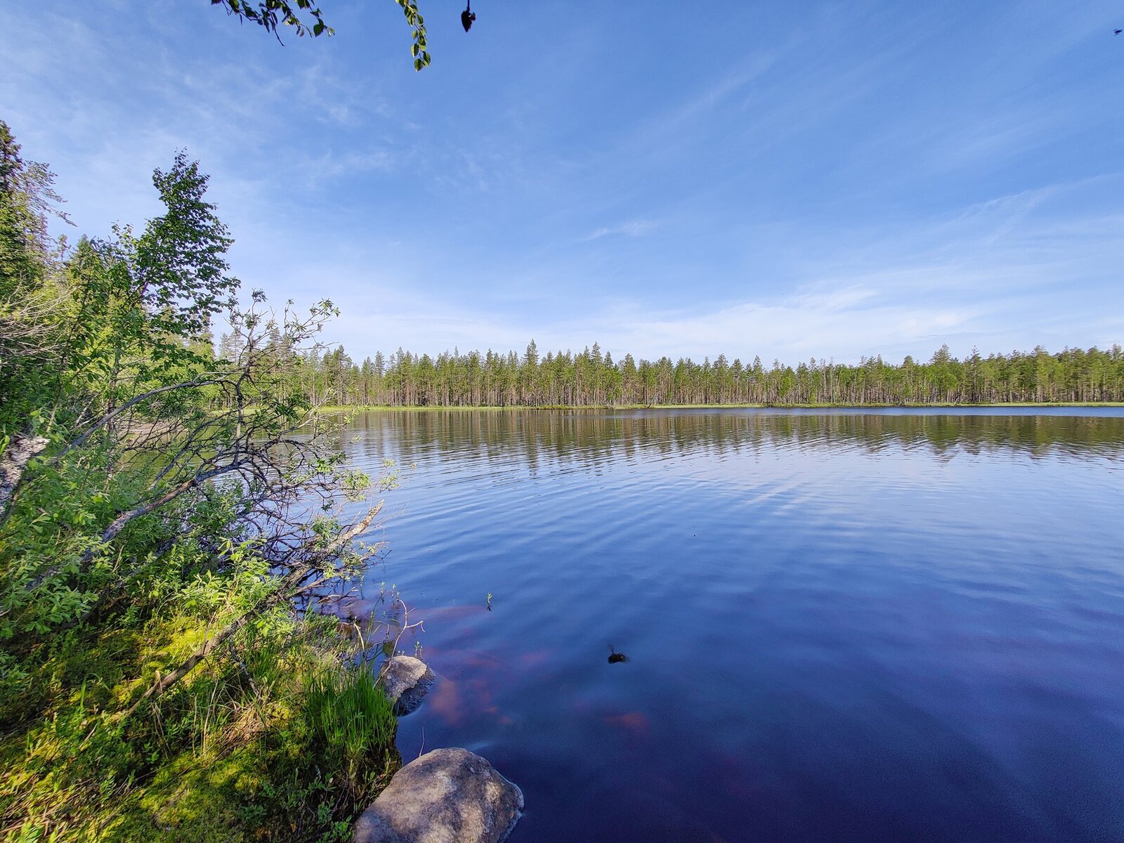 Kesäisessä järvimaisemassa vastarannan metsä heijastuu veteen. Vasemmalla rantapajukkoa.