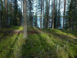 Rinteen päällä kasvavien havupuiden takana häämöttää järvimaisema. Aluskasvillisuutena on mustikkaa.