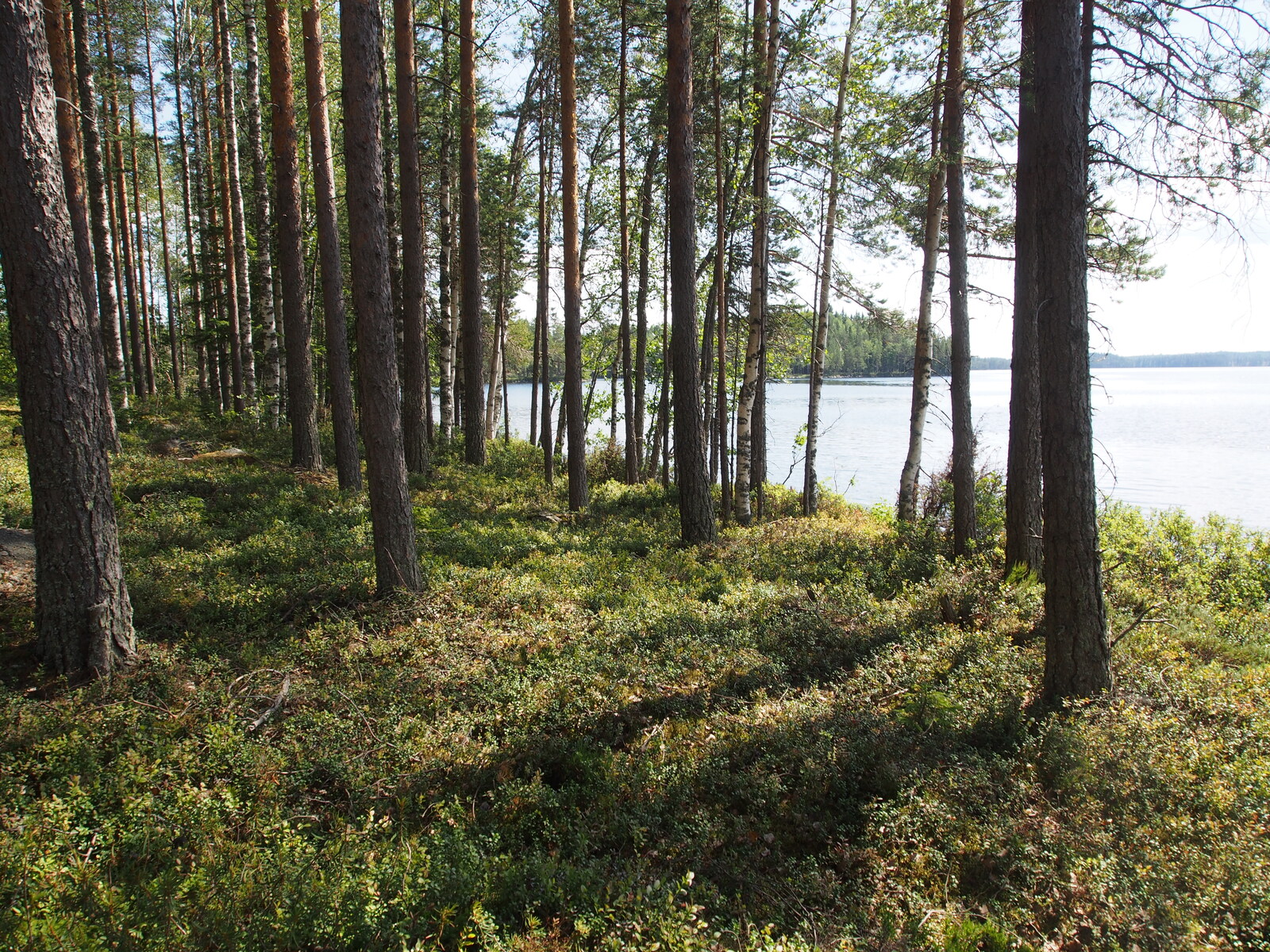 Rannan tuntumassa väljästi kasvavien koivujen ja mäntyjen takana avautuu kesäinen järvimaisema.