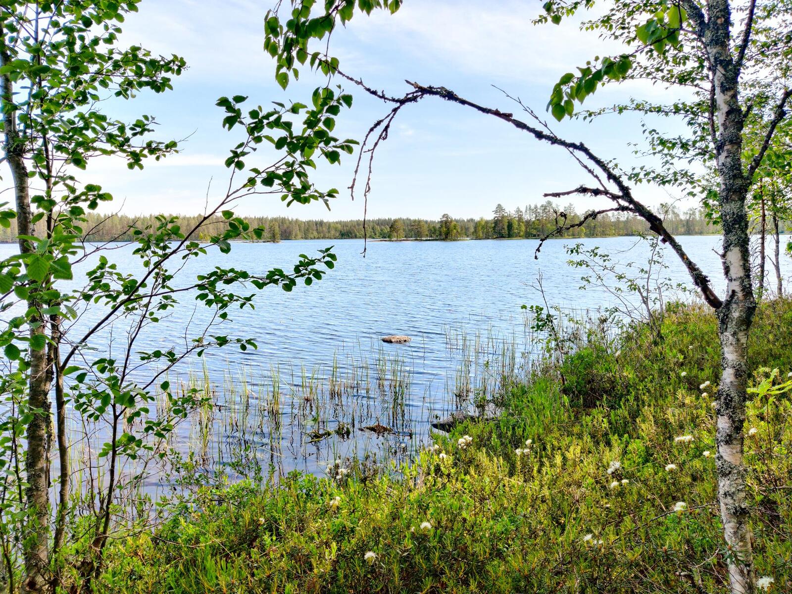 Rantakoivut reunustavat kesäistä järvimaisemaa. Suopursut kukkivat rannalla.