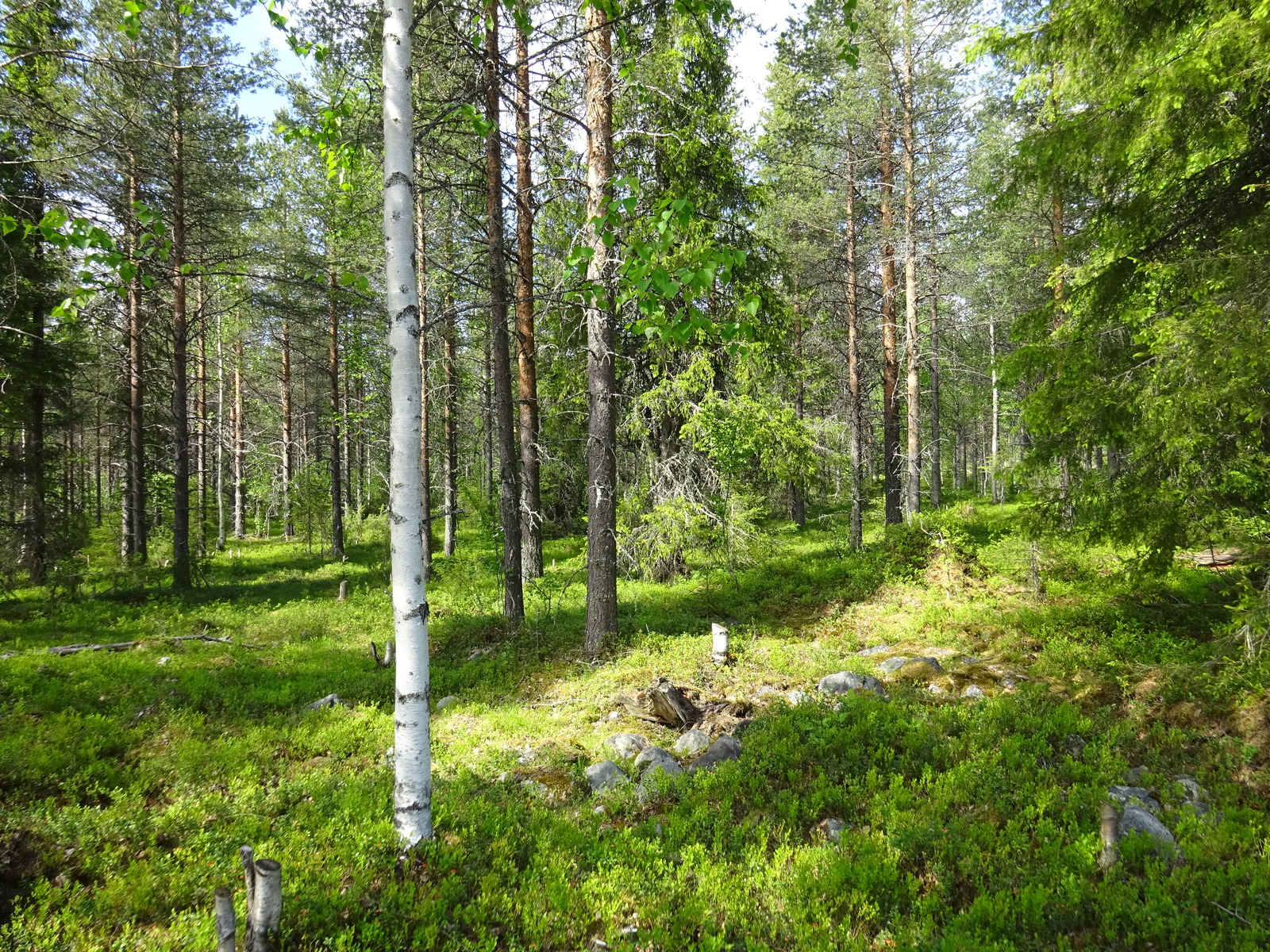 Aurinko paistaa sekametsään. Maassa mustikanvarvut ympäröivät sammalpeitteistä kivikkoa.