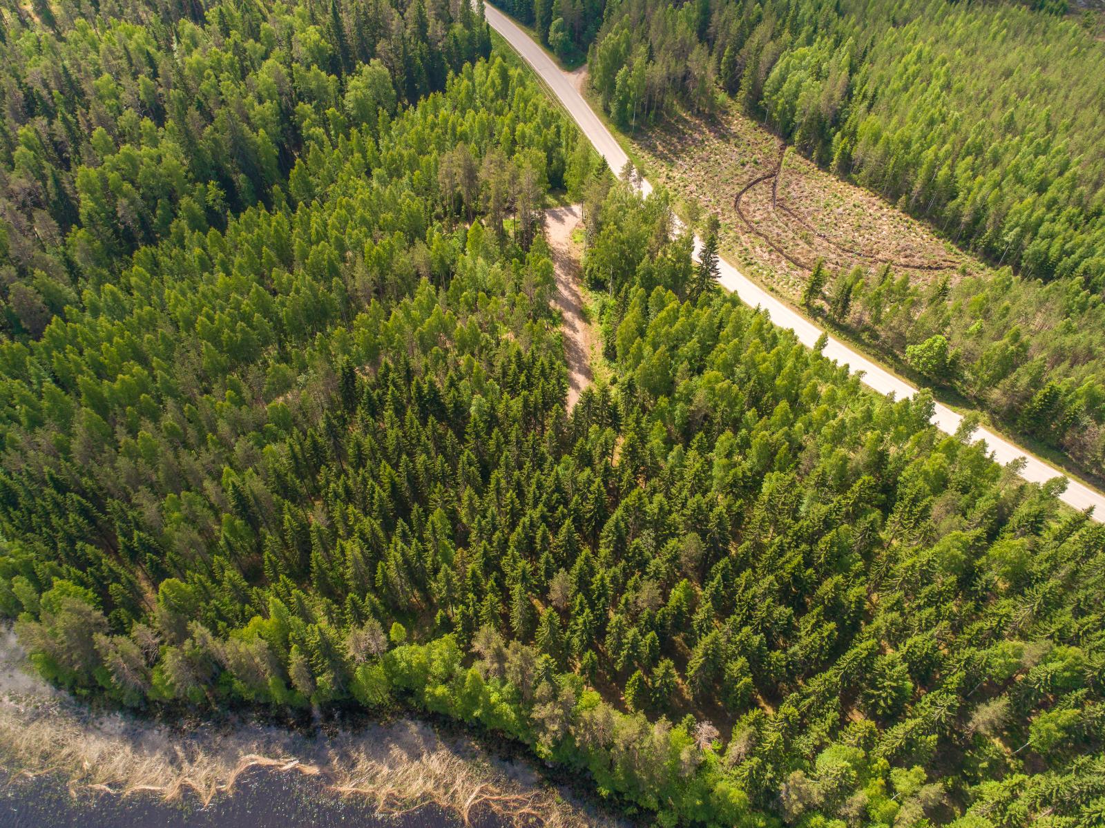 Järven rannasta alkaa kesäinen sekametsä. Taustalla kulkee tie. Ilmakuva.