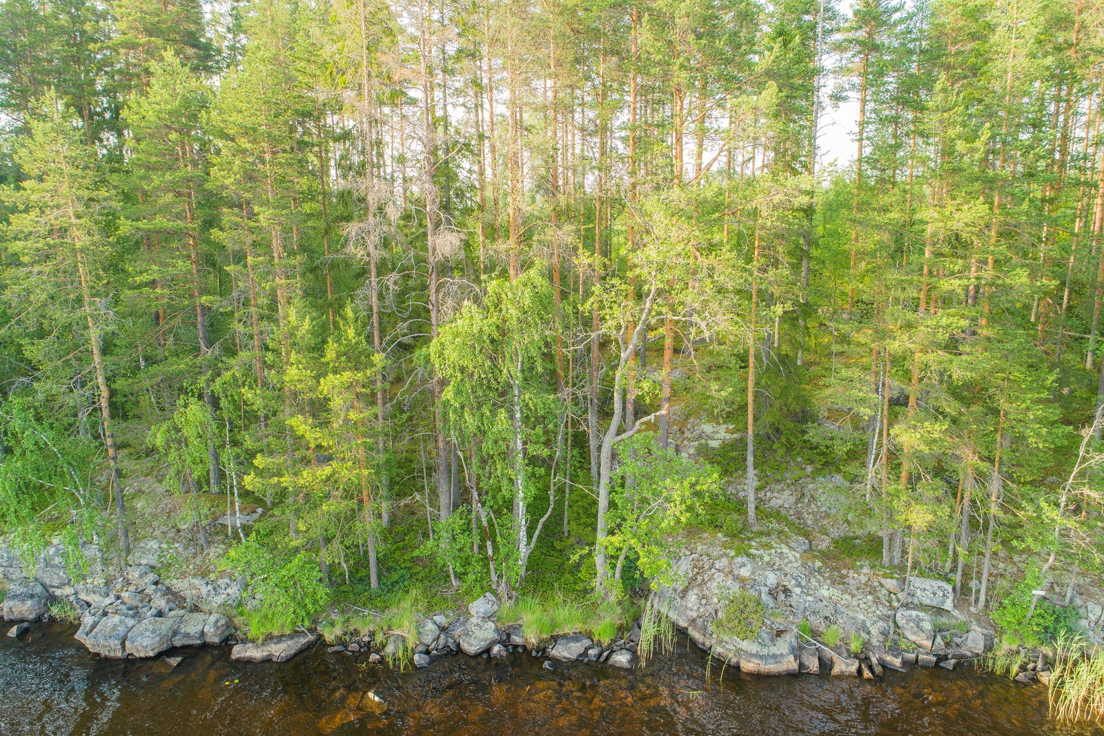 Saaren kallioisesta rantaviivasta alkaa kesäinen sekametsä. Ilmakuva.