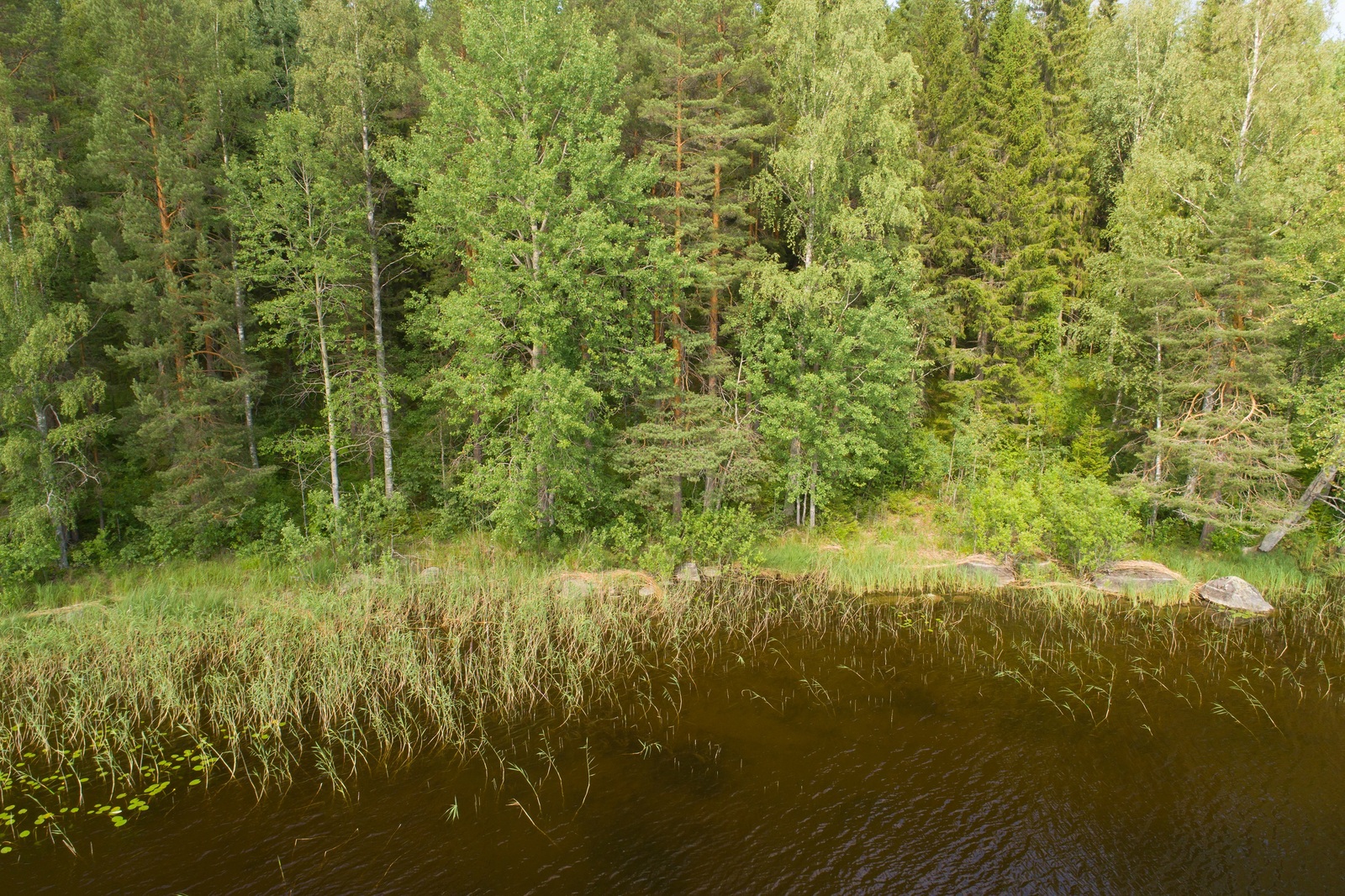 Vehreä sekametsä reunustaa järveä. Rantavedessä kasvaa vesikasveja. Ilmakuva.