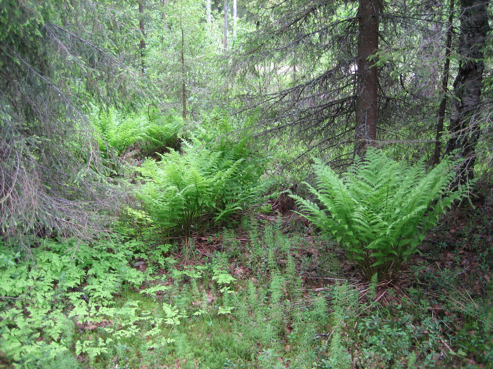 Vehreän metsän kenttäkerroksessa kasvaa runsaasi erilaisia sanikkaisia.