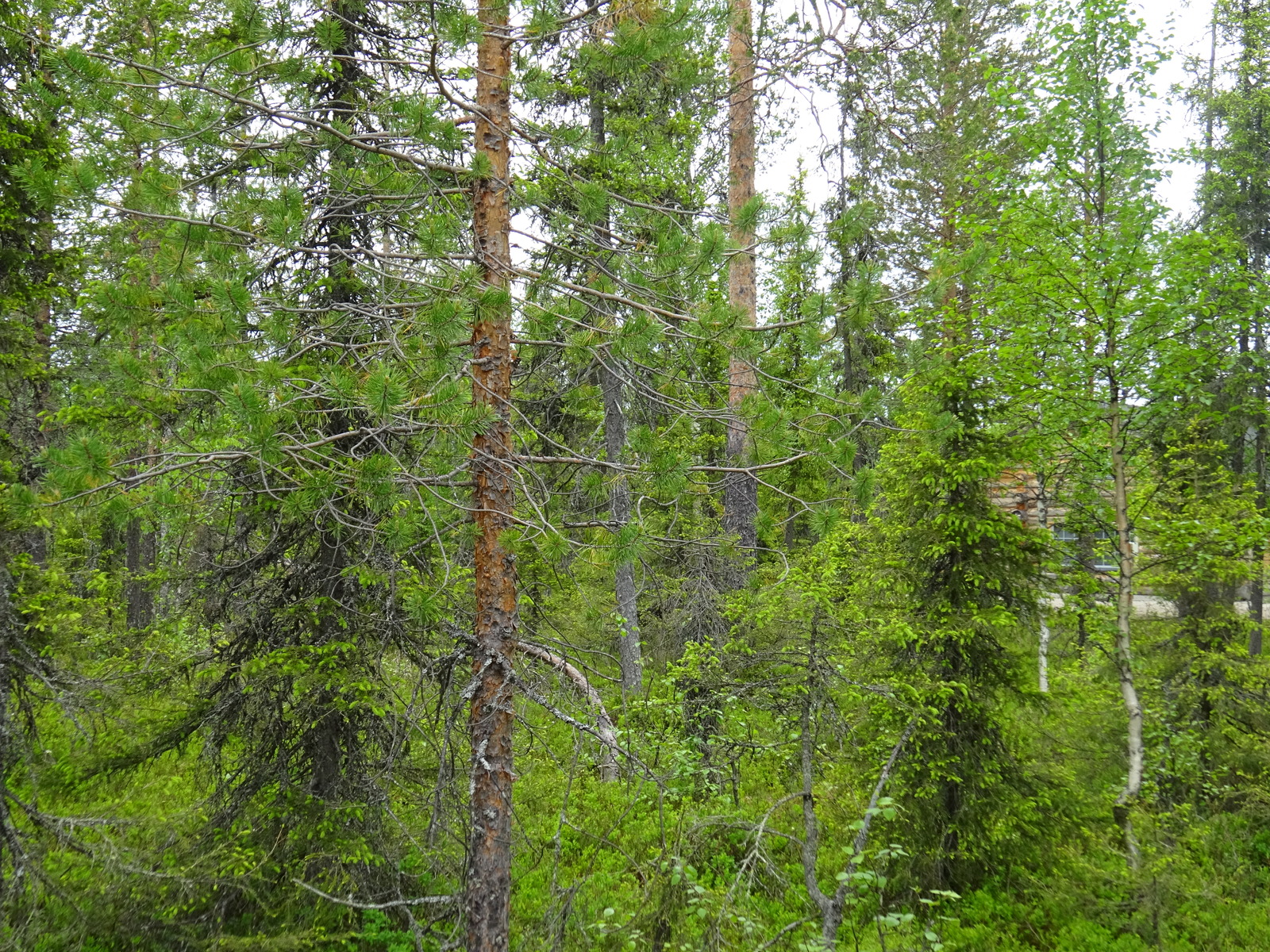 Tiheässä sekametsässä kaivaa koivuja, mäntyjä ja kuusia. Puiden välistä pilkottaa hirsimökki.