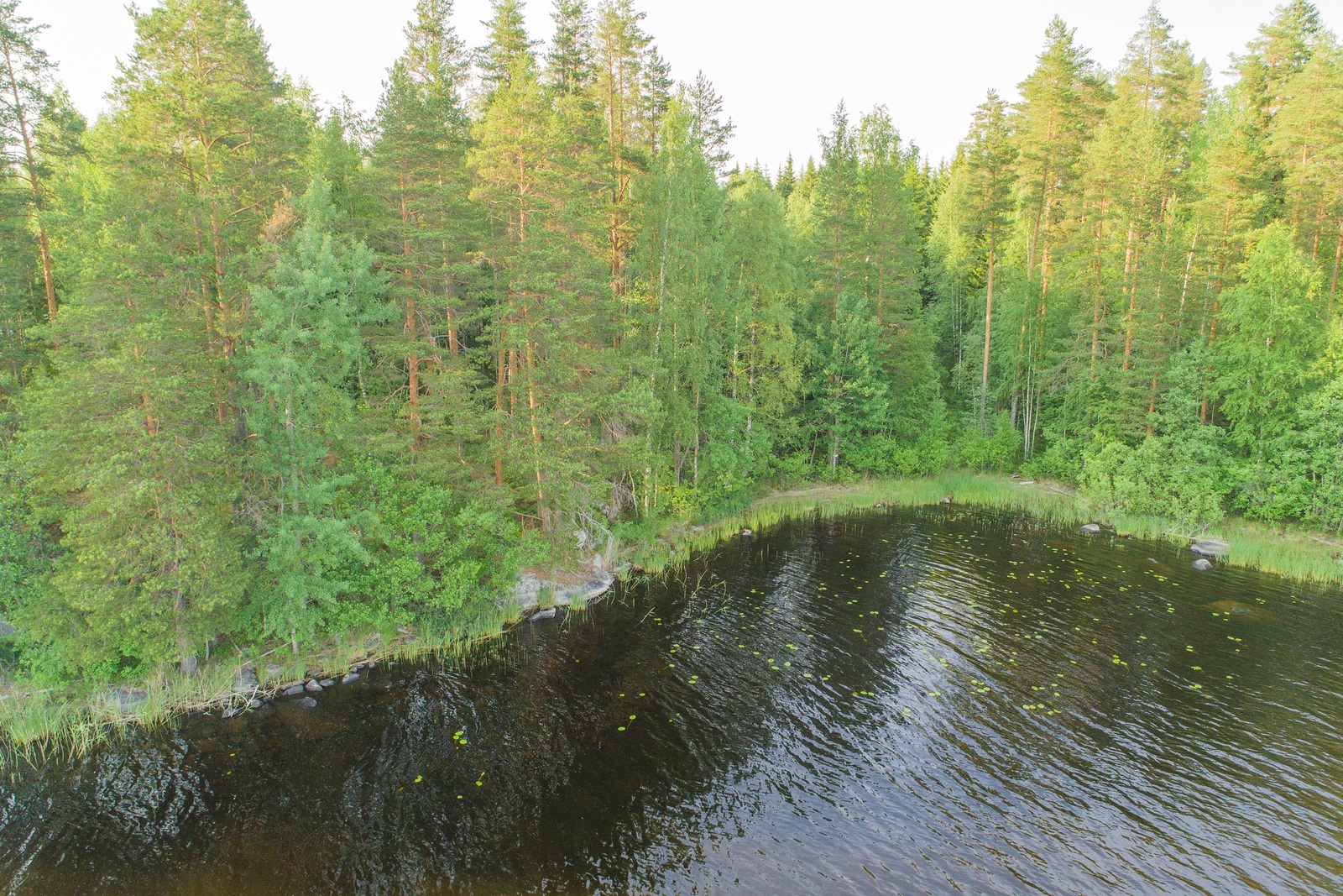 Kesäinen sekametsä reunustaa järveä saaren poukamassa. Ilmakuva.