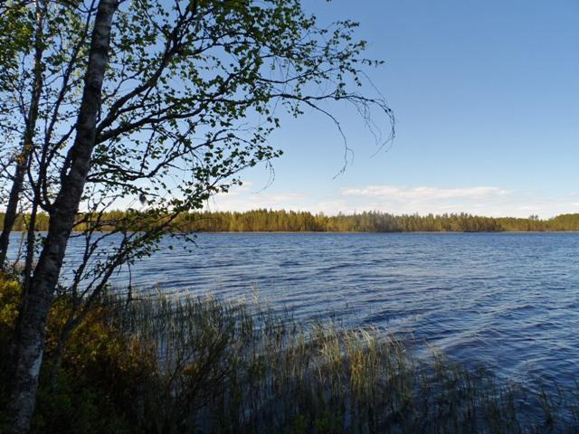 Järven pinta väreilee hieman ja taivas on lähes pilvetön. Etuvasemmalla on puu ja vesikasveja.