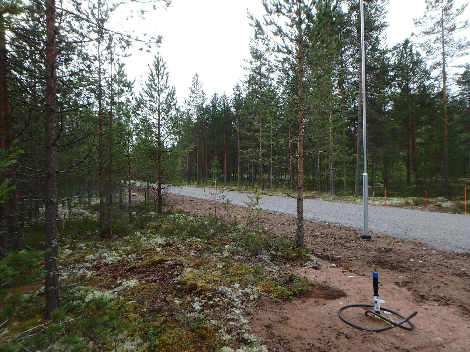 Hiekkatie kulkee mäntykankaan halki.