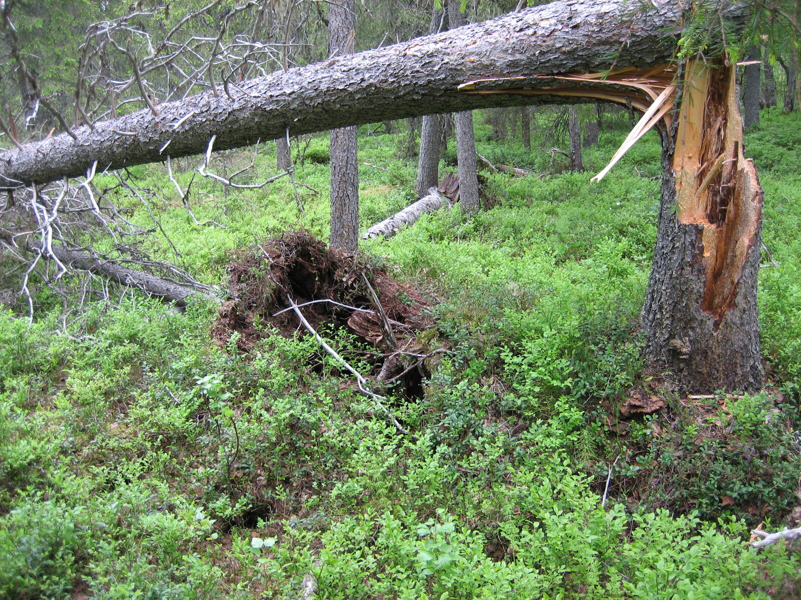 Katkennut puunrunko nojaa osittain maata vasten metsässä. Maassa on myös kokonaan kaatuneita puita.