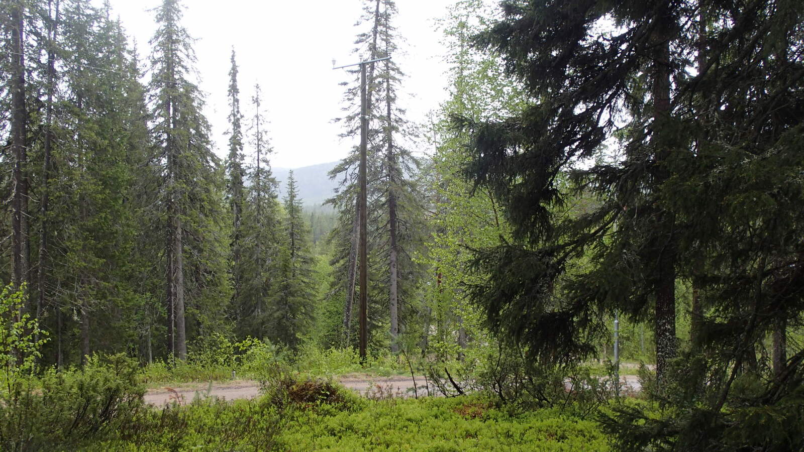 Kuusivaltaisessa metsässä kulkee tie etualalla. Puiden takana horisontissa kohoaa tunturi.