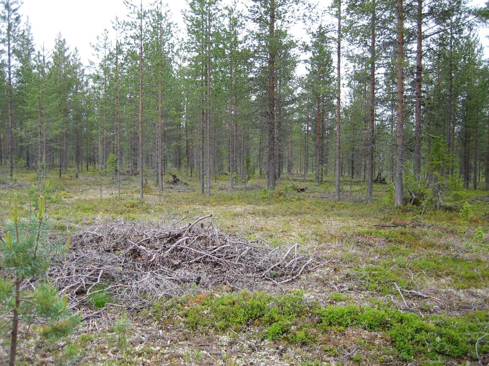 Kangasmetsää