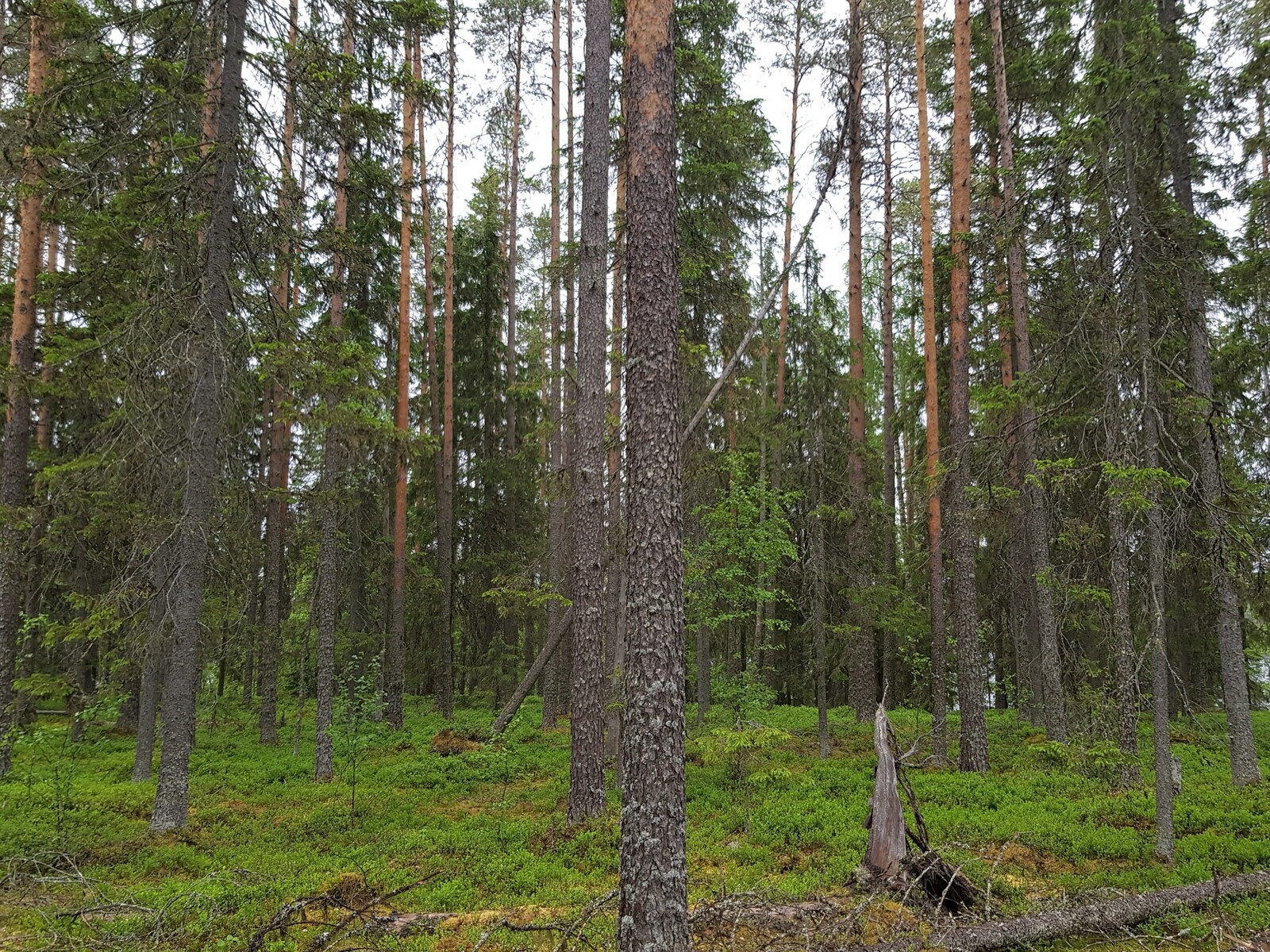 Havupuuvaltaisessa metsässä kasvaa myös nuoria koivuja. Aluskasvillisuutena on mustikanvarpuja.