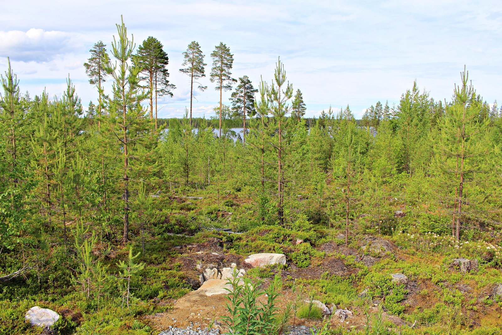 Kesäisessä mäntytaimikossa kasvaa muutama korkea mänty. Taustalla häämöttää järvi.