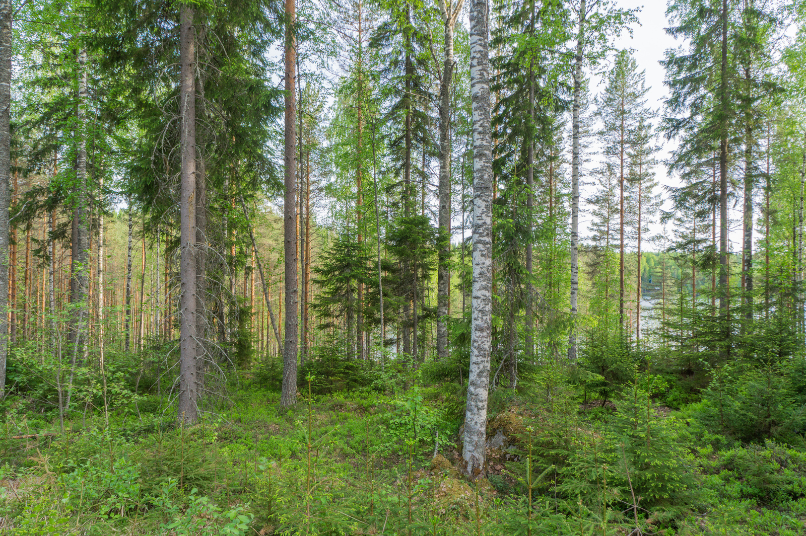 Kesäisessä sekametsässä kasvaa koivuja, kuusia ja mäntyjä. Taustalla häämöttää järvi.