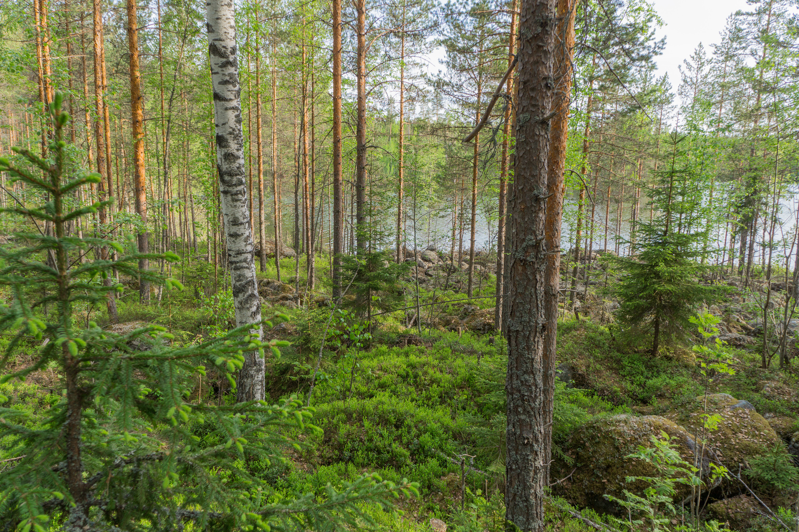 Rantaan laskeutuvassa kivikkoisessa rinteessä kasvaa sekametsä. Sen takana avautuu järvimaisema.