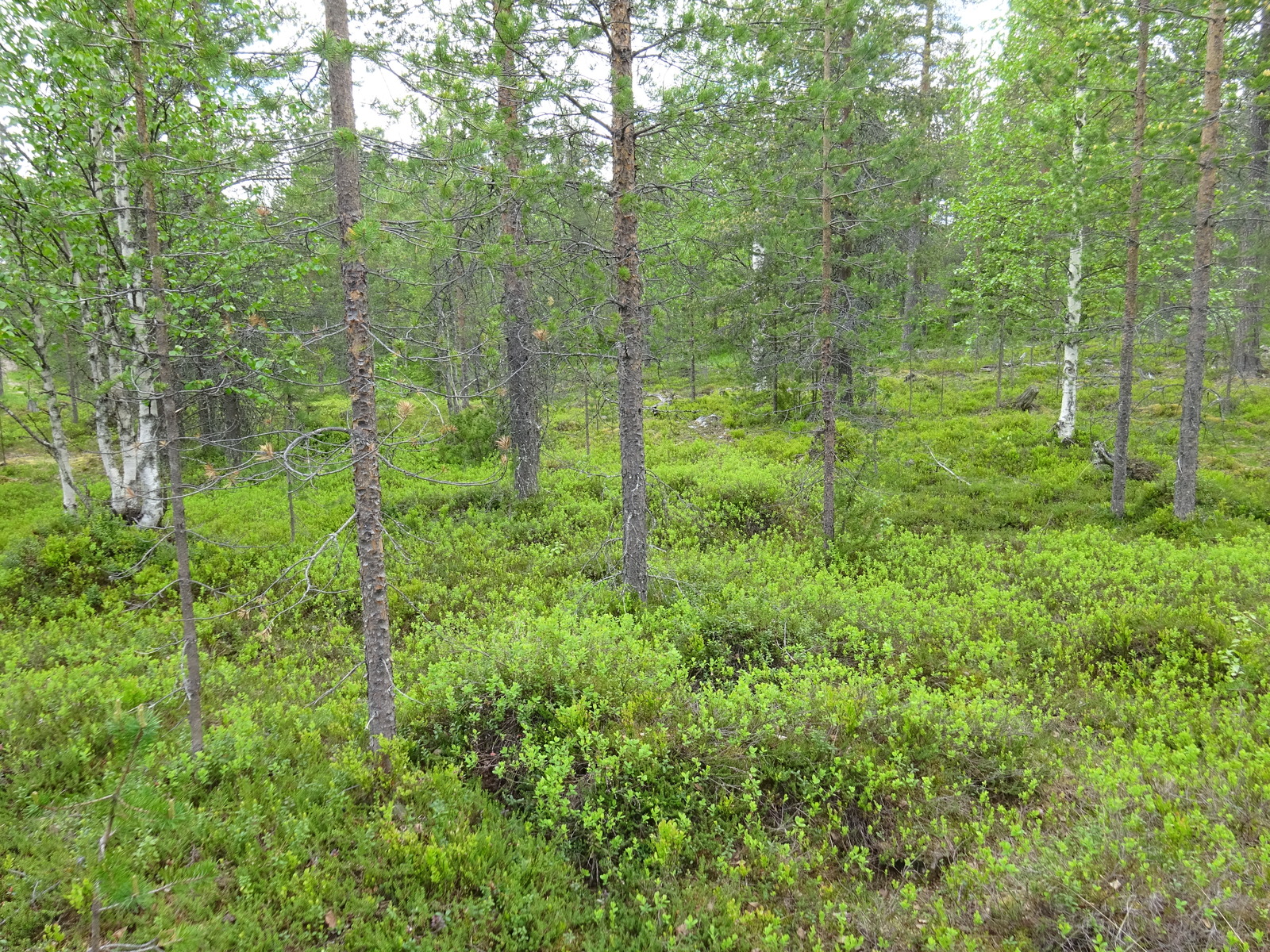 Kesäisessä sekametsässä kasvaa mäntyjä ja koivuja. Aluskasvillisuutena on mustikanvarpuja.