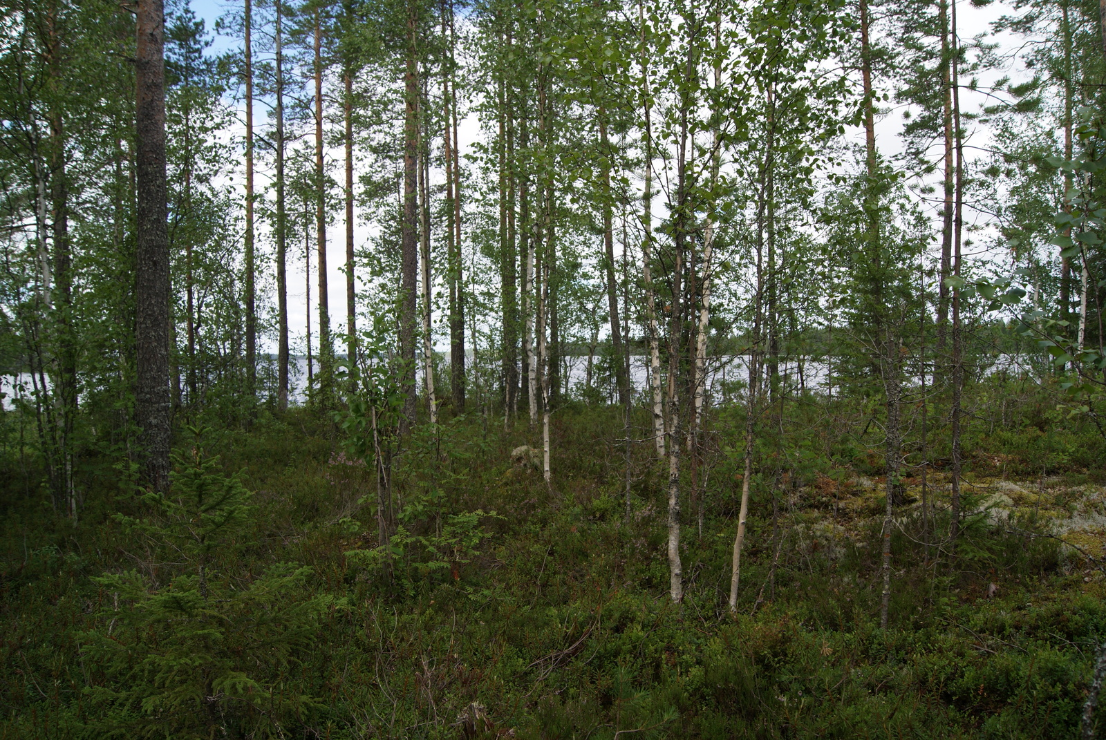 Sekametsässä kasvavien koivujen ja mäntyjen takana häämöttää järvimaisema.