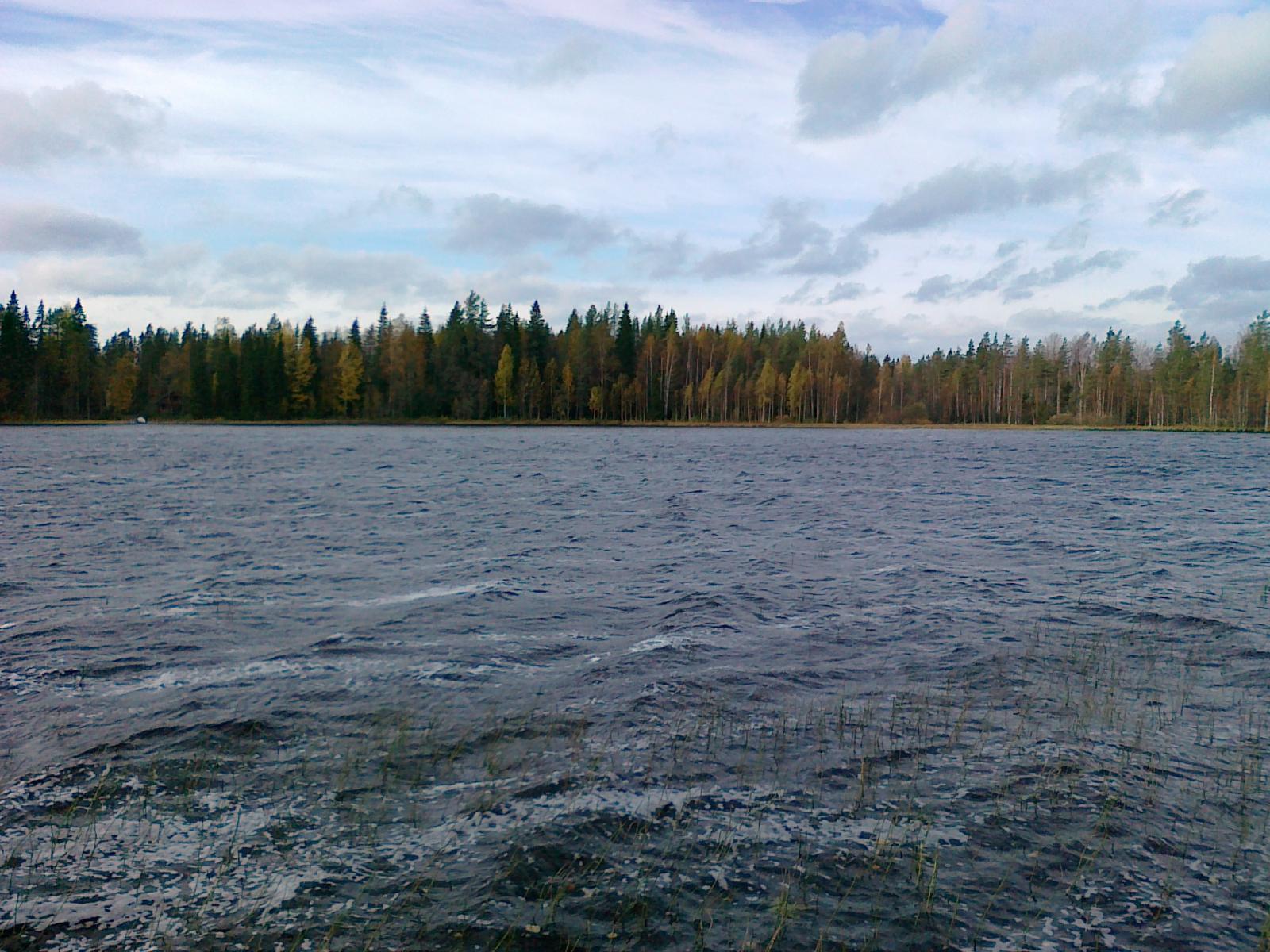 Järvimaisemassa vesi aaltoilee. Etualalla on rantakasveja ja vastarannan metsässä ruskan sävyjä.