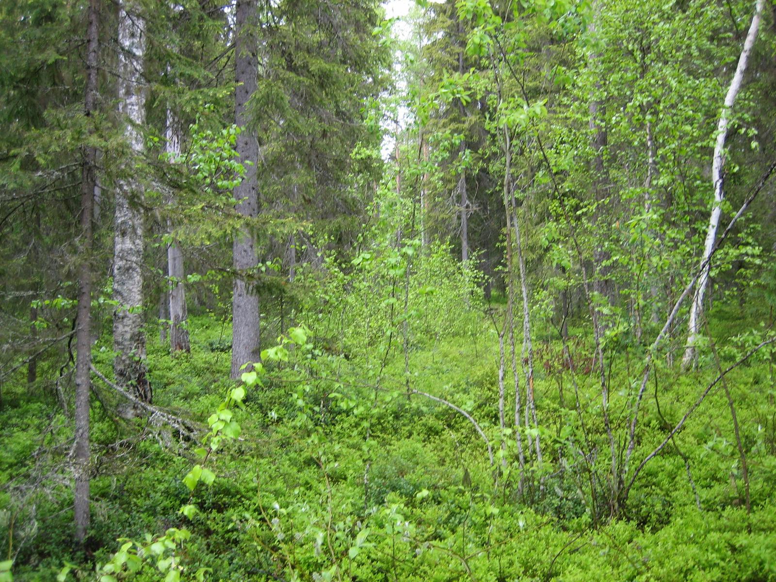 Kuusivaltaisessa metsässä kasvaa myös koivuja. Aluskasvillisuutena on mustikanvarpuja.