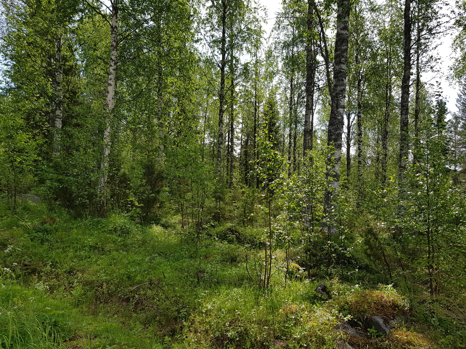 Vehreässä sekametsässä kasvaa mm. koivuja ja lehtipuiden taimia. Aurinko paistaa metsään.