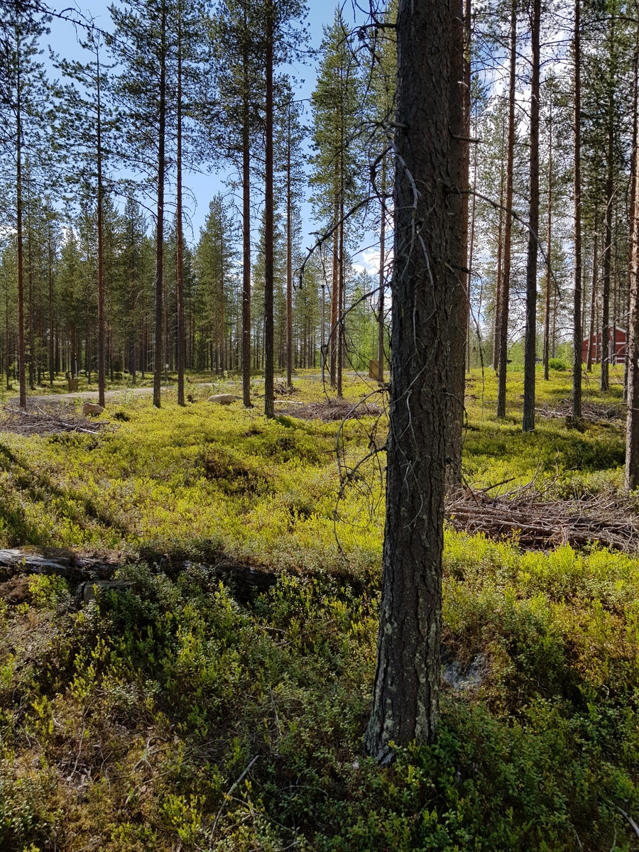 Avaran ja valoisan mäntymetsän takan kulkee tie, ja puiden lomasta pilkottaa talo.