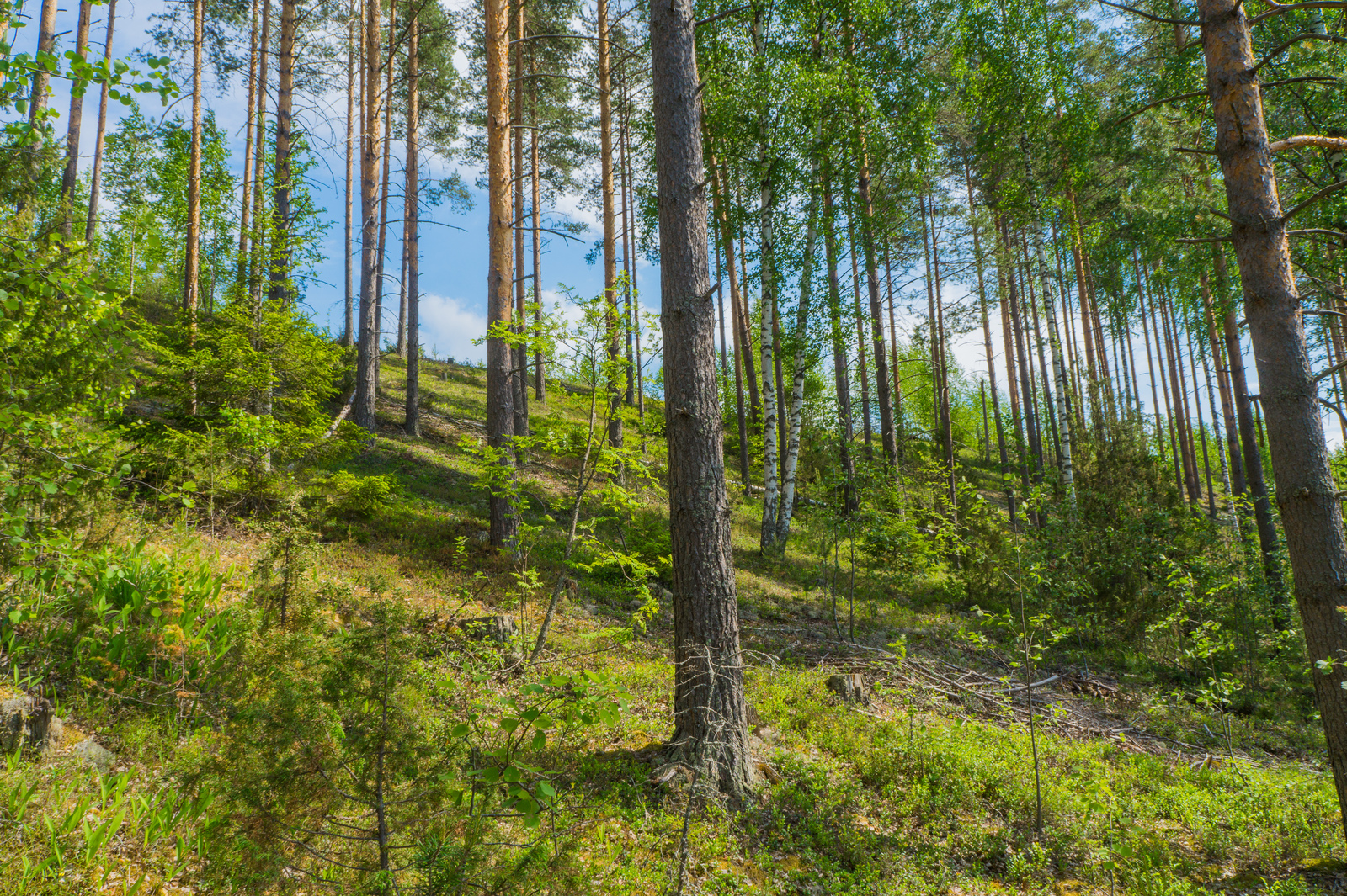 Rinteessä kasvavien mäntyjen joukossa on myös lehtipuita ja kuusia.