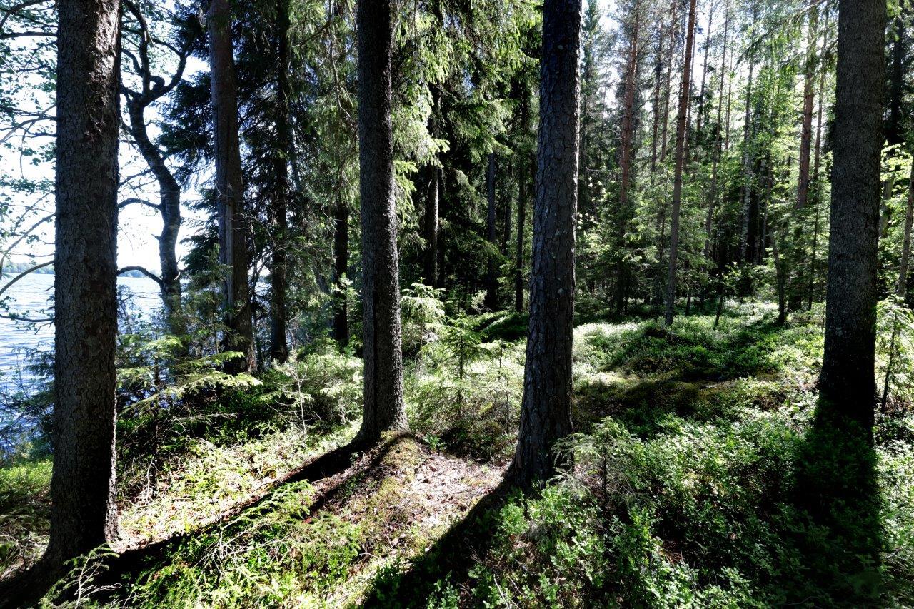 Aurinko paistaa kesäiseen järven rannalla kasvavaan sekametsään. Vasemmalla pilkottaa järvi.