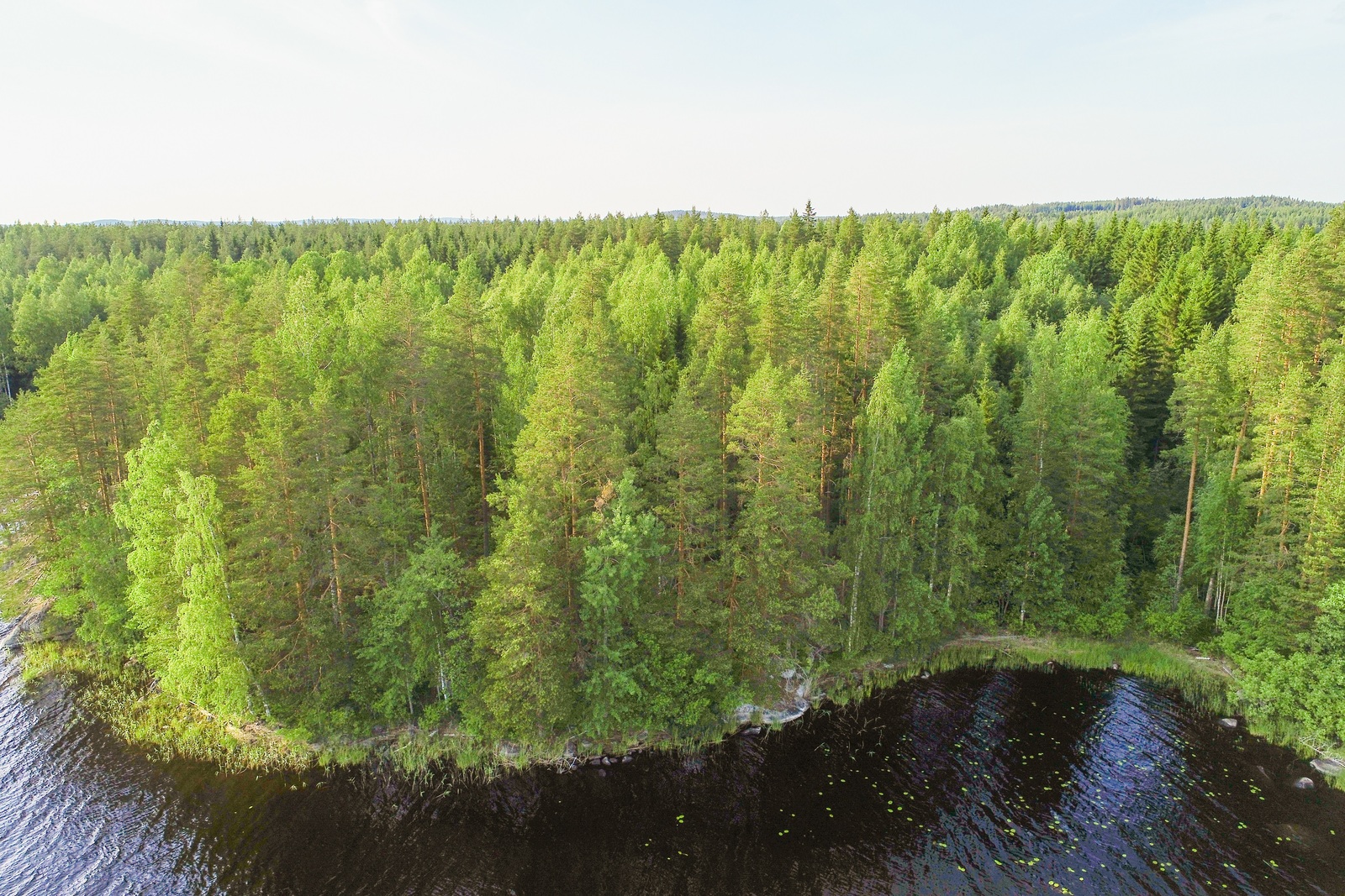 Kesäinen sekametsä reunustaa järveä saaren mutkittelevassa rantaviivassa. Ilmakuva.