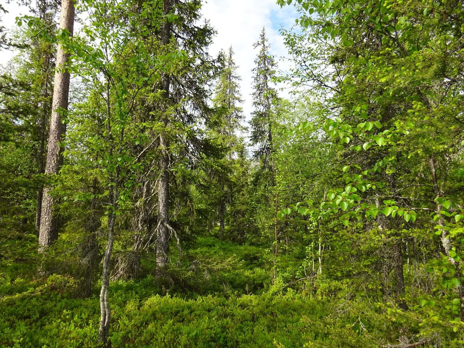 Aurinko paistaa runsaskasvuiseen metsään, jossa on muun muassa kuusia, koivuja ja mäntyjä.