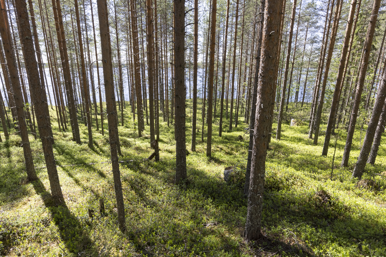 Avara mäntymetsä kasvaa loivasti rantaan laskeutuvassa rinteessä. Taustalla häämöttää järvi.