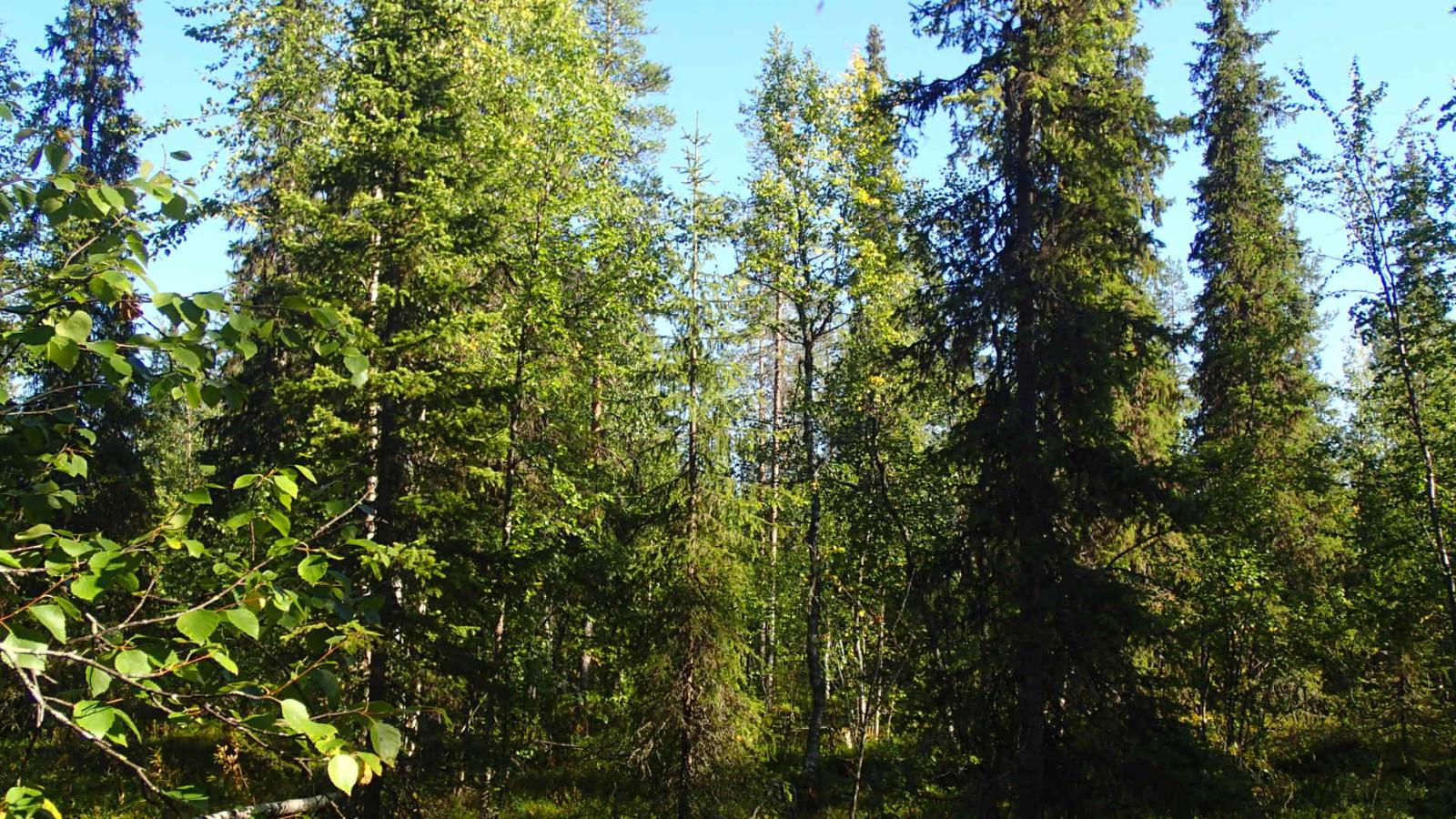 Aurinko paistaa tiheäkasvuiseen sekametsään.